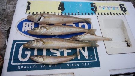 播磨新島のキス情報