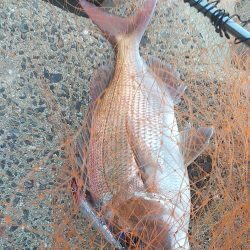 シーバス不発…