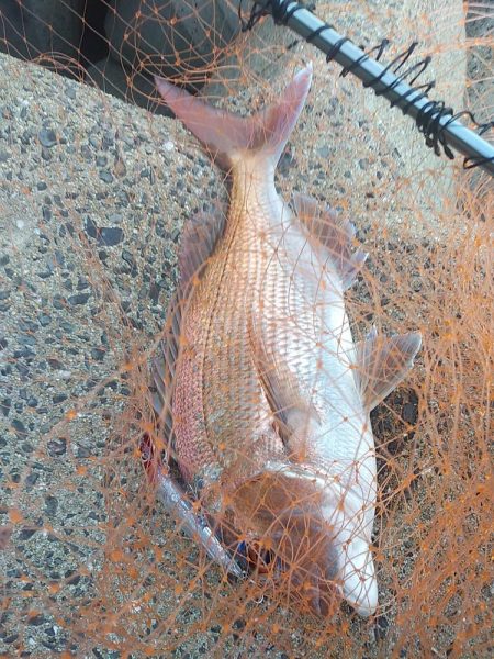 シーバス不発…