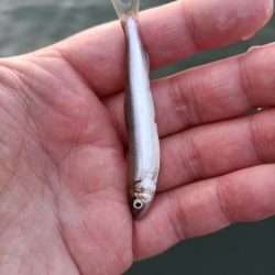 2023/05/02 大阪市内河川 稚鮎釣り