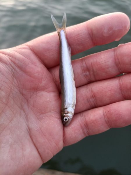 2023/05/02 大阪市内河川 稚鮎釣…