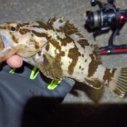 2023/05/02 南港ライトゲーム釣行