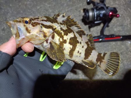 2023/05/02 南港ライトゲーム釣行…