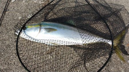 今年初青物メジロ76cm