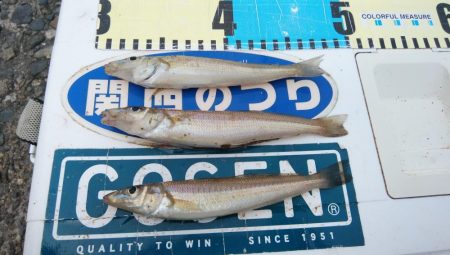 高砂のキス調査