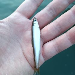 2023/05/03 大阪市内河川 稚鮎釣り