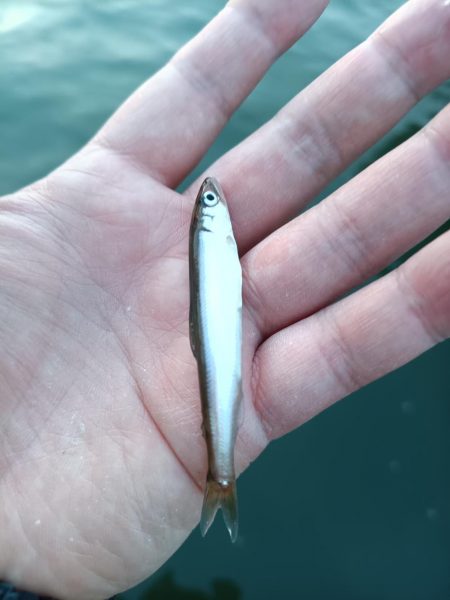 2023/05/03 大阪市内河川 稚鮎釣…