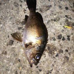 アジが減りメバルが？