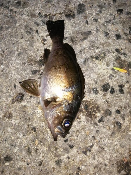 アジが減りメバルが？