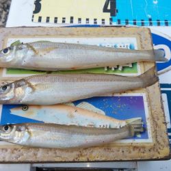 ゴールデンウィーク４連投しました