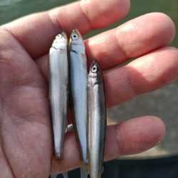 2023/05/04 大阪市内河川 稚鮎釣り