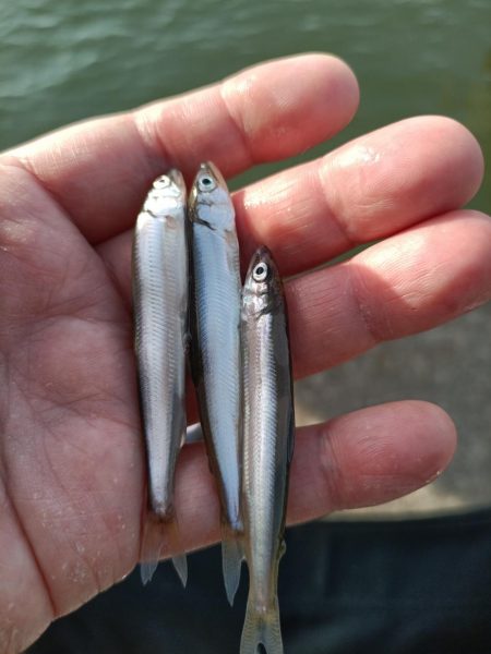 2023/05/04 大阪市内河川 稚鮎釣…