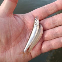 2023/05/09 大阪市内河川 稚鮎釣り