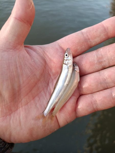 2023/05/09 大阪市内河川 稚鮎釣…