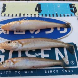 買い物待ち釣行