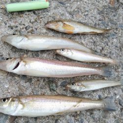 播磨新島のキス情報