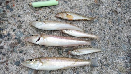 播磨新島のキス情報