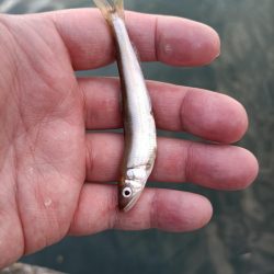 2023/05/10 大阪市内河川 稚鮎釣り