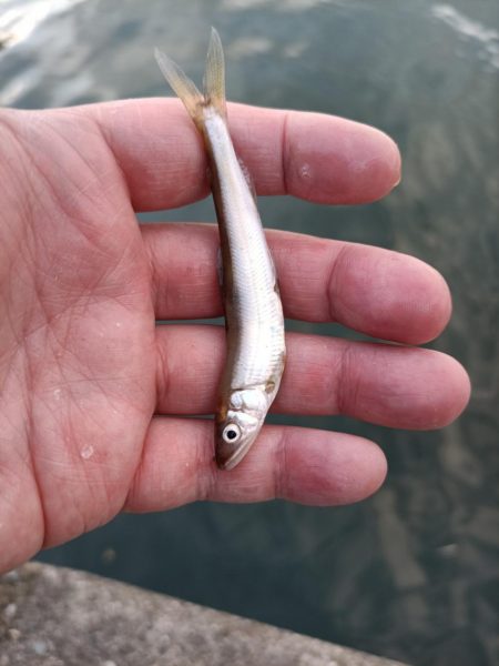 2023/05/10 大阪市内河川 稚鮎釣り