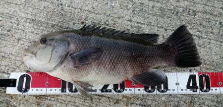 諦めずにコブダイ！