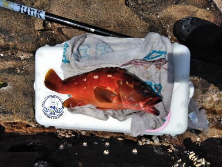 アコウ釣れた・・・