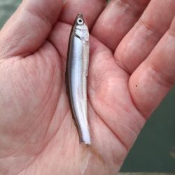 2023/05/12 大阪市内河川 稚鮎釣り