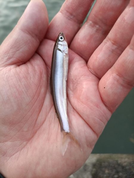 2023/05/12 大阪市内河川 稚鮎釣り