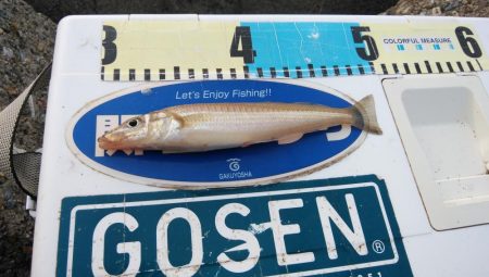 東二見のキス情報