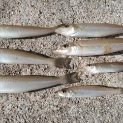 播磨新島のキス情報