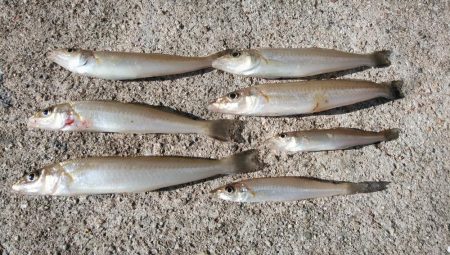 播磨新島のキス情報