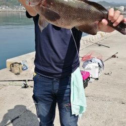 暑さにマケズ、コブダイ！