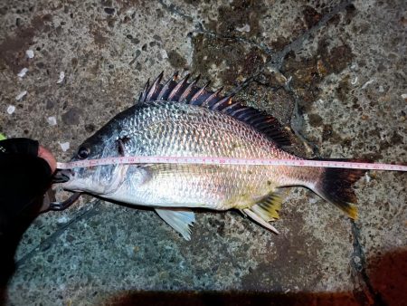 2023/05/17 南港ライトゲーム釣行…