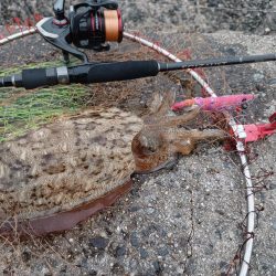 出勤前モンゴウ釣査