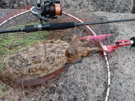 出勤前モンゴウ釣査
