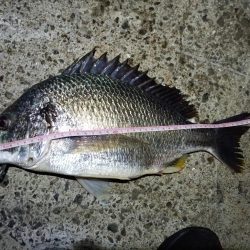 2023/05/19 南港ヘチ釣り釣行