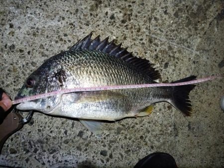 2023/05/19 南港ヘチ釣り釣行