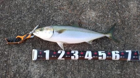 メジロ66㎝、シーバス68cm