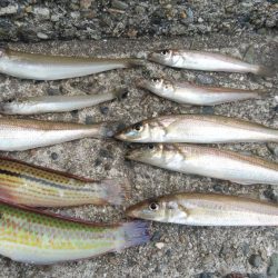 播磨新島のキス情報