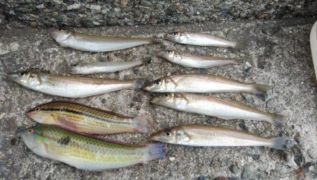 播磨新島のキス情報