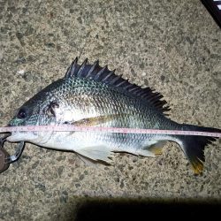 2023/05/20 南港ヘチ釣り釣行