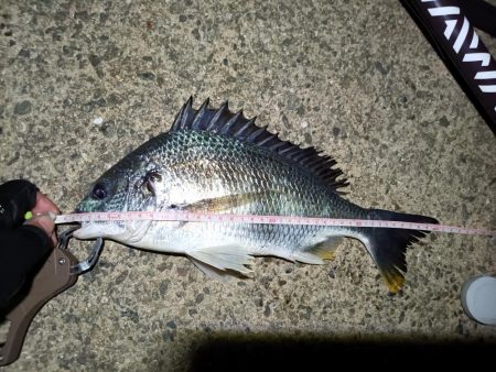 2023/05/20 南港ヘチ釣り釣行