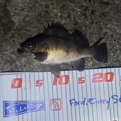 バチ抜けシーバス狙いのはずが