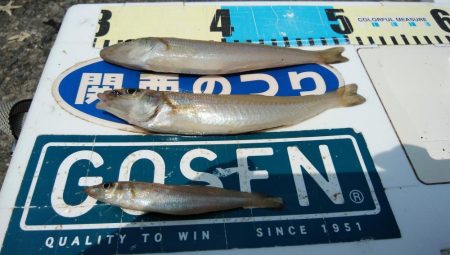 播磨新島のキス釣査