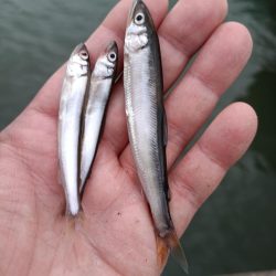 2023/05/22 大阪市内河川 稚鮎釣り