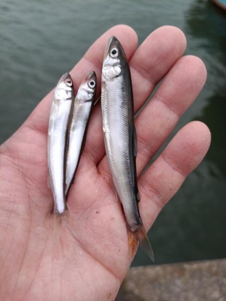 2023/05/22 大阪市内河川 稚鮎釣…