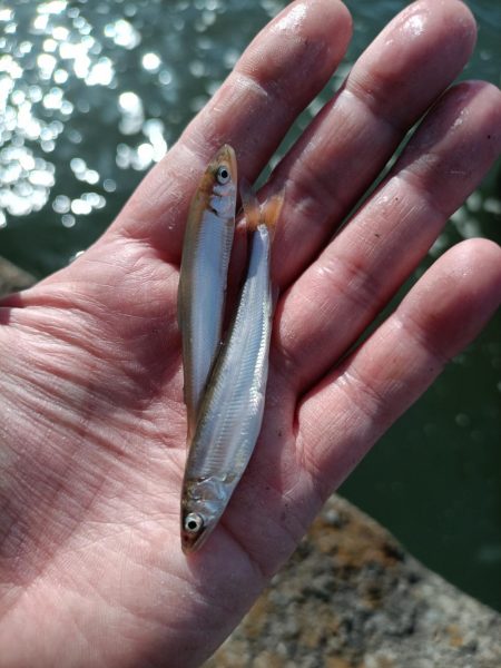 2023/05/23 大阪市内河川 稚鮎釣り