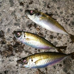 小○の活性は高く