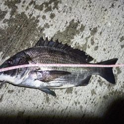 2023/05/23 南港ヘチ釣り釣行