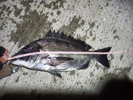 2023/05/23 南港ヘチ釣り釣行