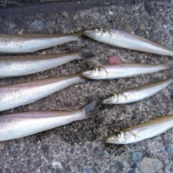 播磨新島のキス情報